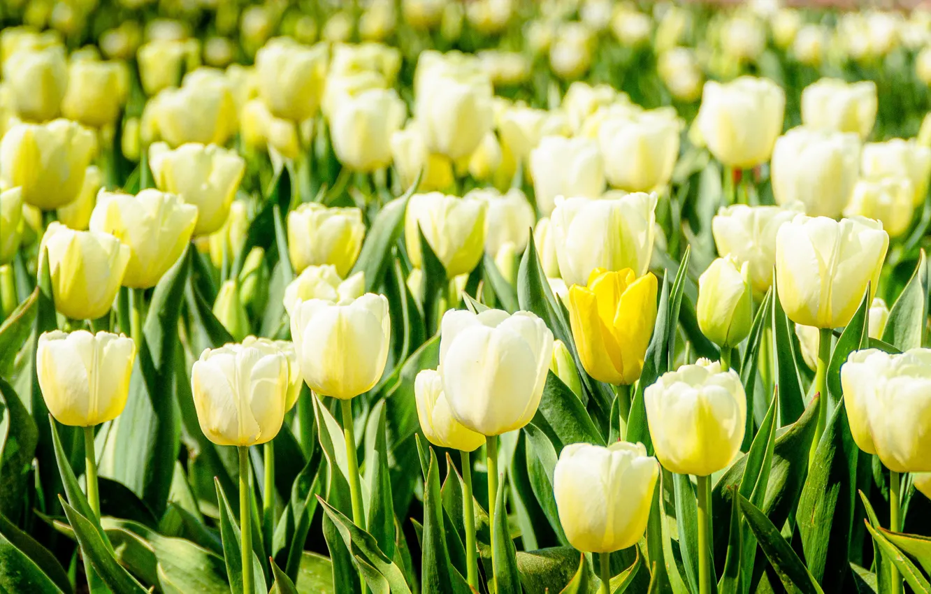 Клип белые желтые тюльпаны. Желтые тюльпаны фото. Клип белые желтые тюльпаны. Желтые тюльпаны голубое небо. Желтые тюльпаны вестники.