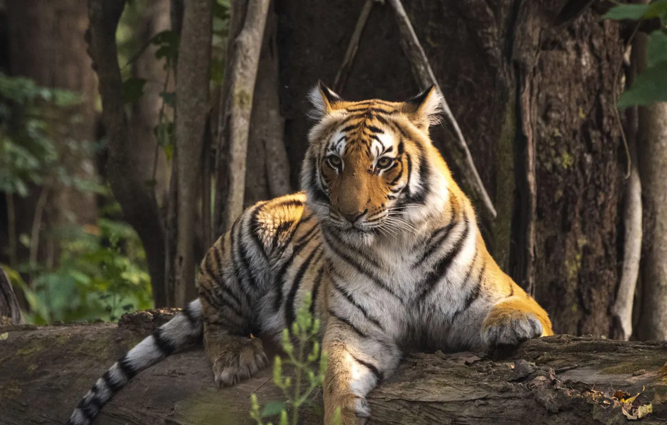 Фото обои tiger, animal, big cat