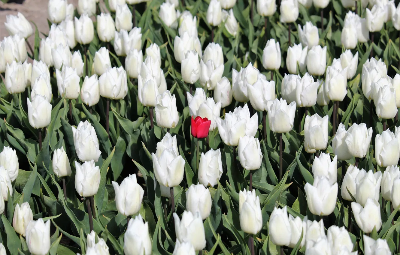 Фото обои цветы, красный, весна, тюльпаны, белые, бутоны, клумба, много