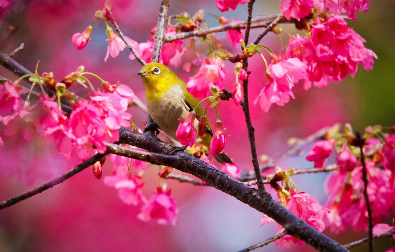 Фото обои цветы, дерево, птица, bird, flowers