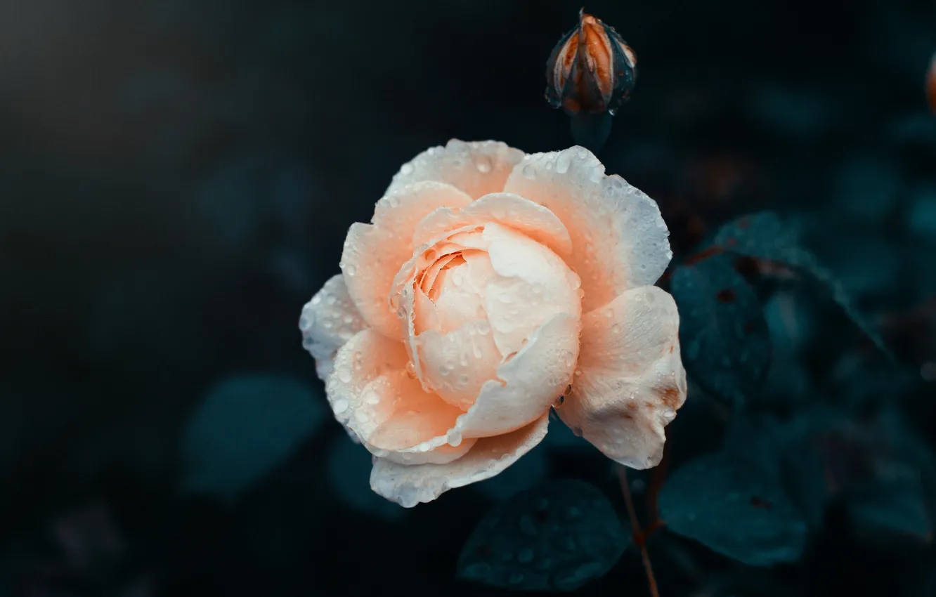 Фото обои цветок, капли, роза, лепестки