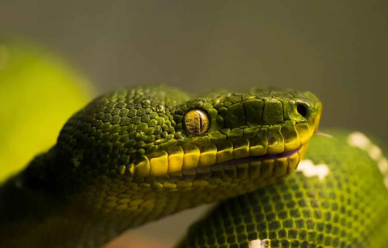 Фото обои зеленый, змея, голова, чешуя, профиль