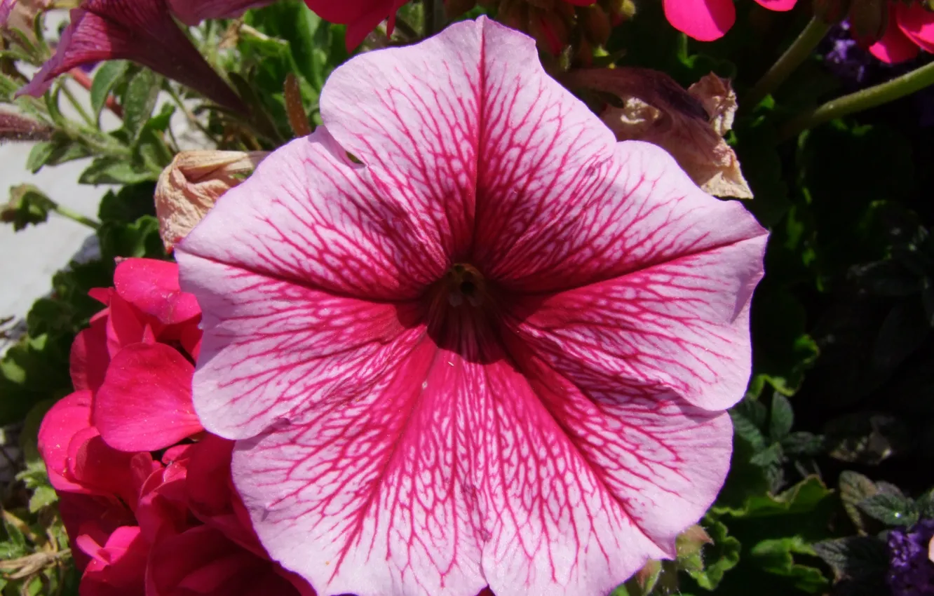Фото обои Deutschland, Blume, Blüte