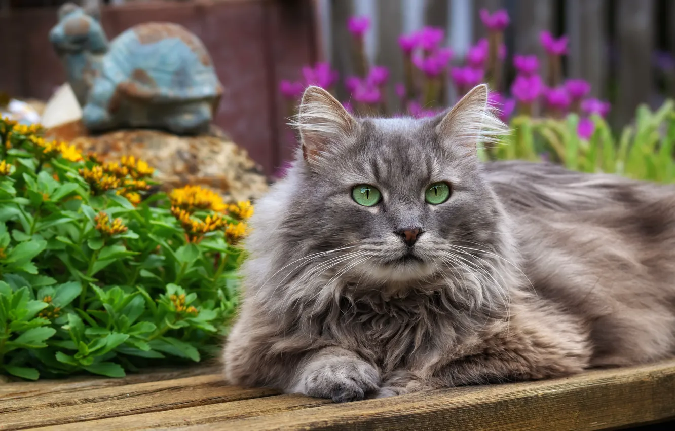 Фото обои кошка, лето, кот, взгляд, морда, цветы, серый, портрет
