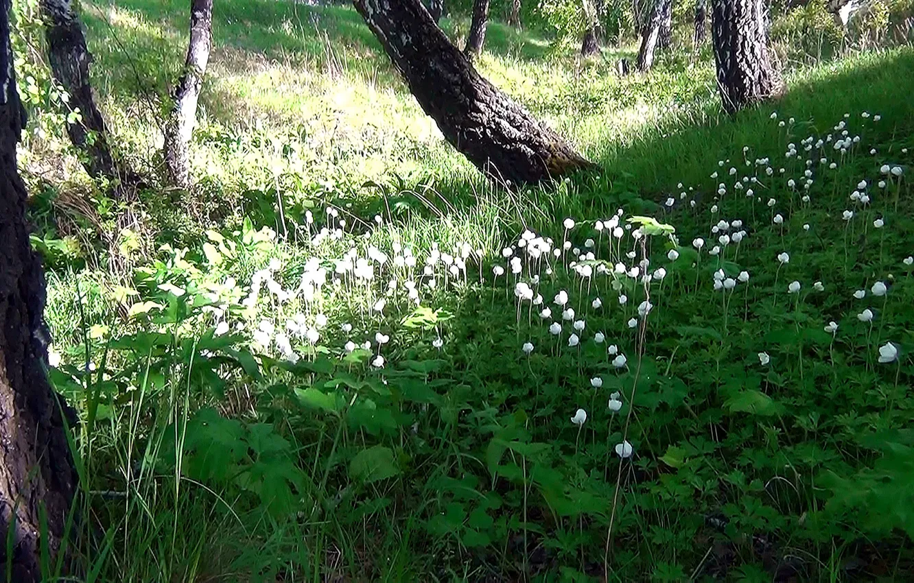 Фото обои лес, лето, цветы, поляна, Луг