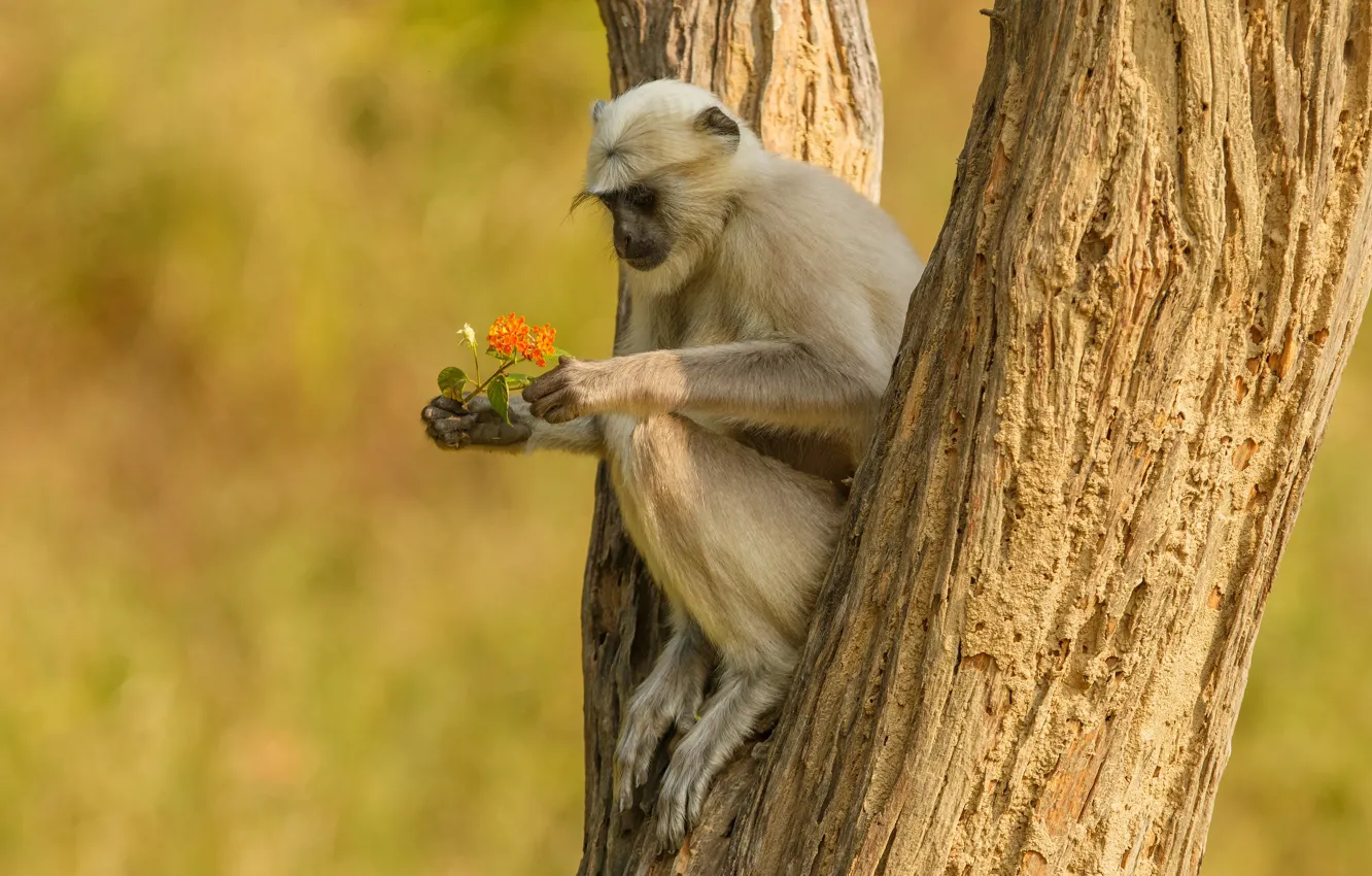 Фото обои деревья, цветы, обезьяна, сидит