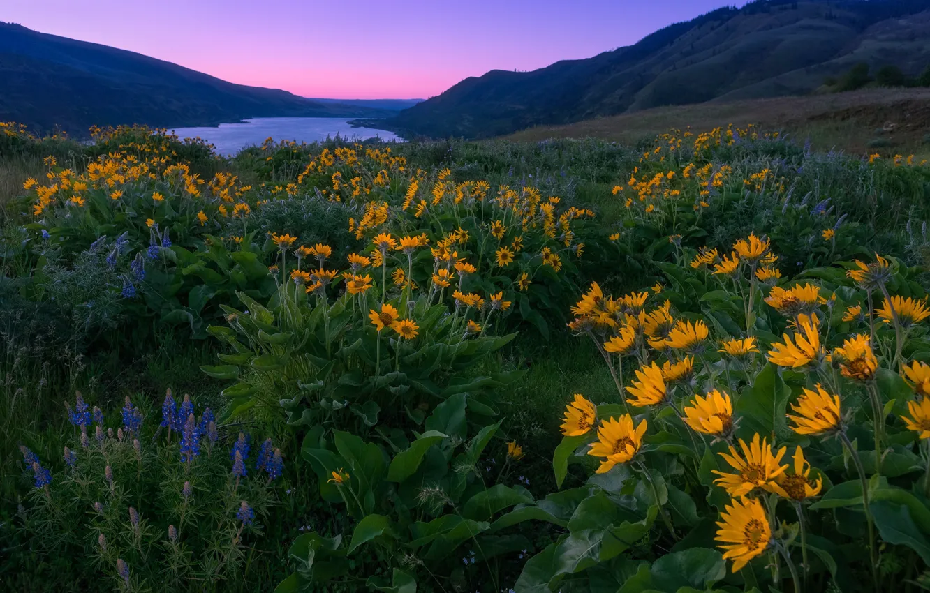 Фото обои цветы, горы, река, рассвет, утро, луг, Орегон, Oregon