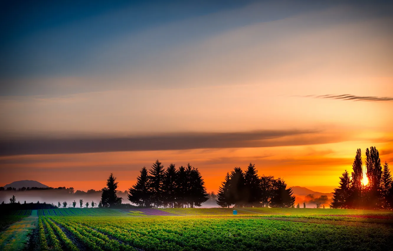 Фото обои поле, пейзаж, закат