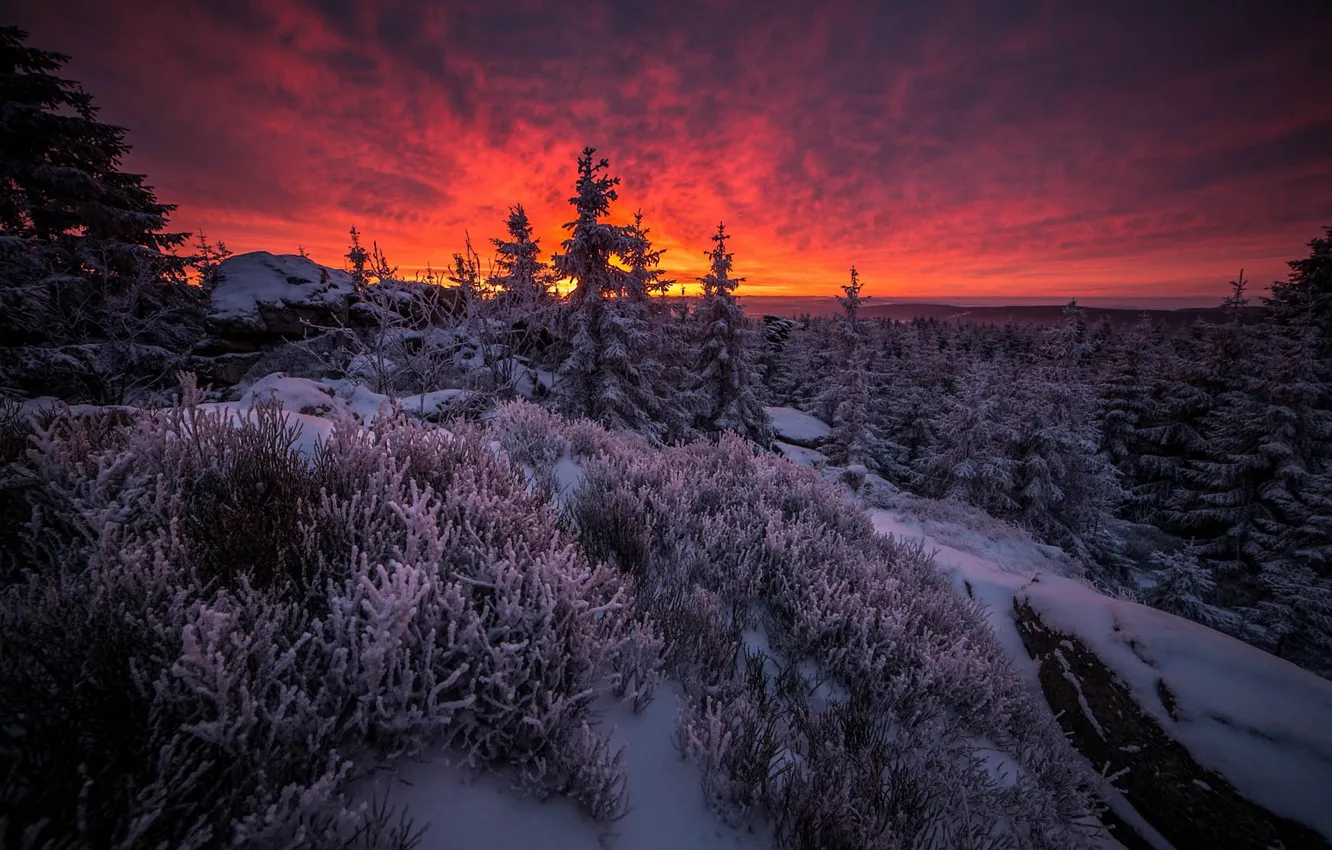 Фото обои лес, облака, деревья, рассвет, Bayem