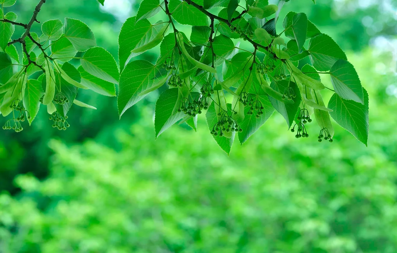 Фото обои зелень, листва, Green, боке