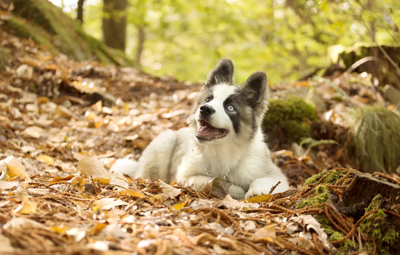 Фото обои осень, листья, собака, щенок, Якутская лайка