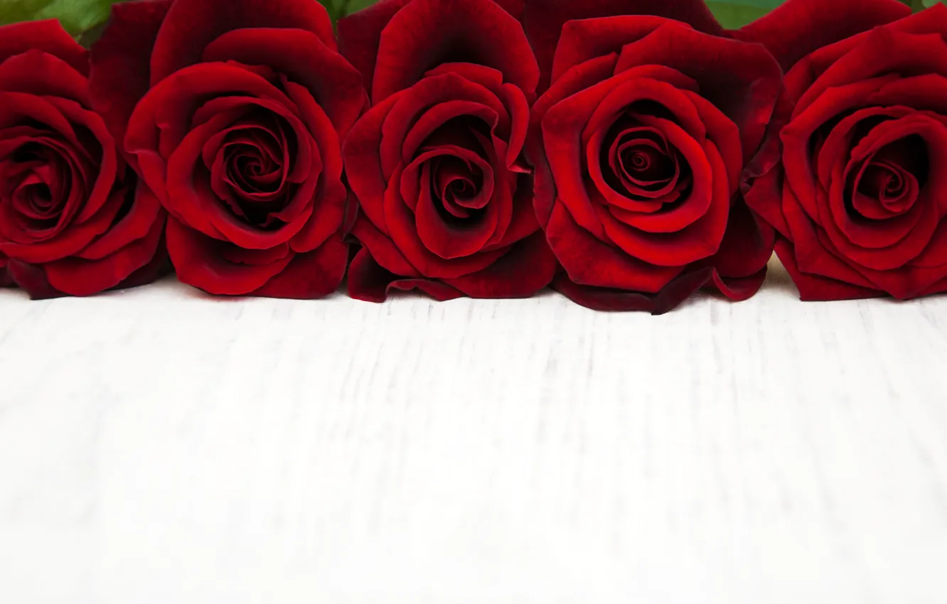 Фото обои розы, красные, бутоны, Olena Rudo
