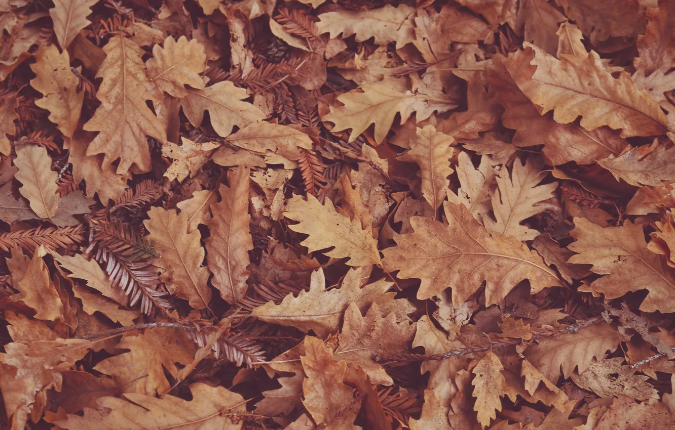 Фото обои осень, сухие листья, дубовые листья