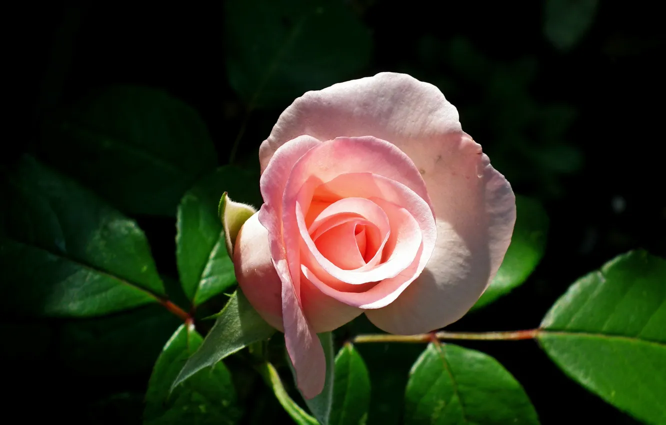 Фото обои листья, свет, темный фон, розовая, роза, бутон, розочка