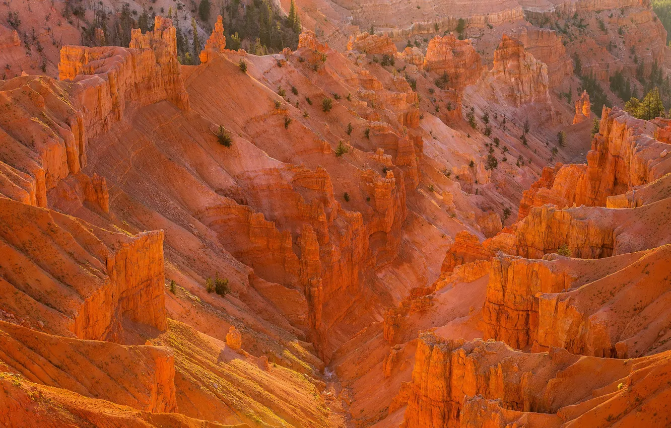 Фото обои песок, солнце, деревья, камни, скалы, каньон, США, вид сверху