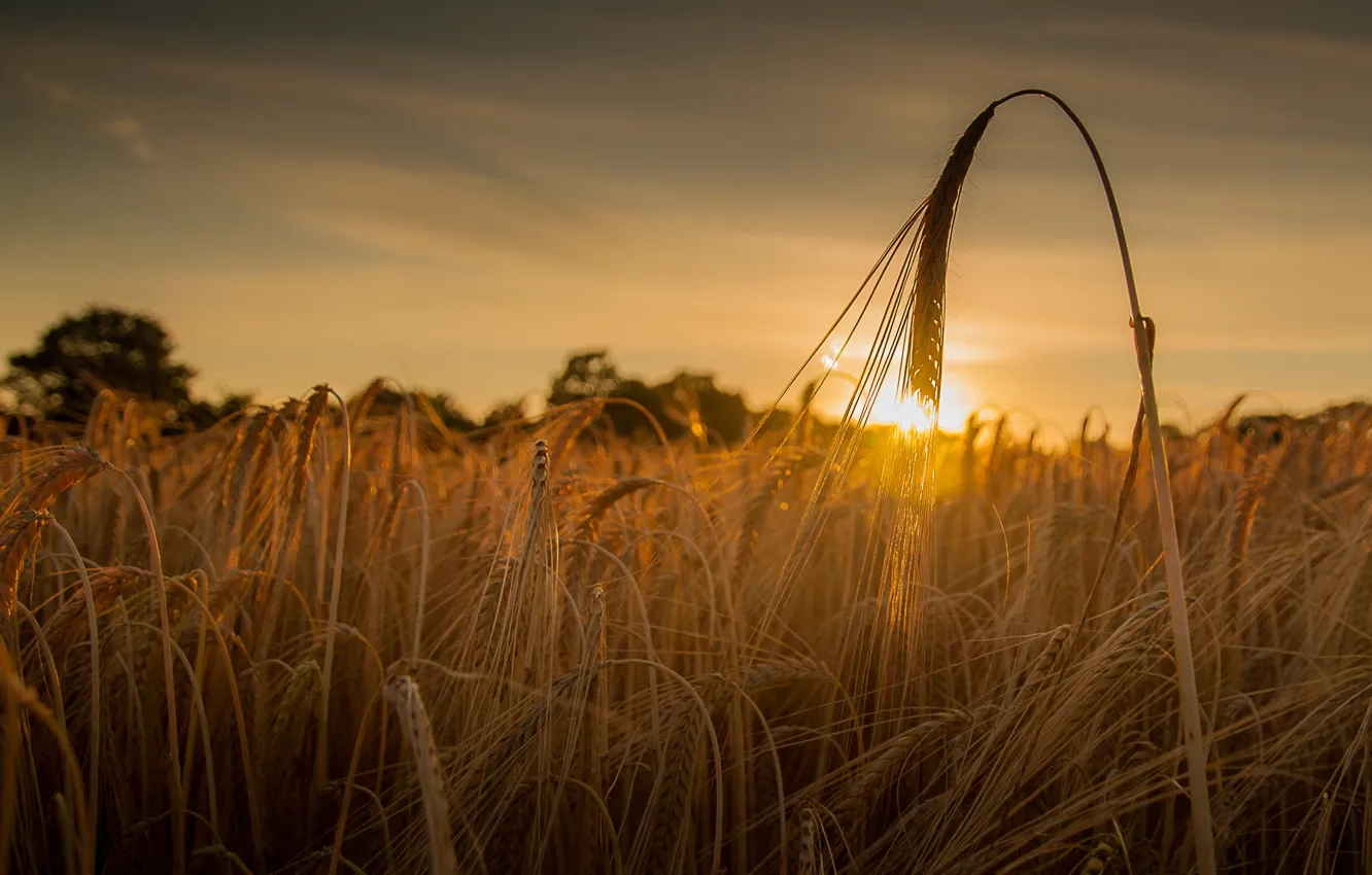 Фото обои пшеница, поле, закат, колос, колосья