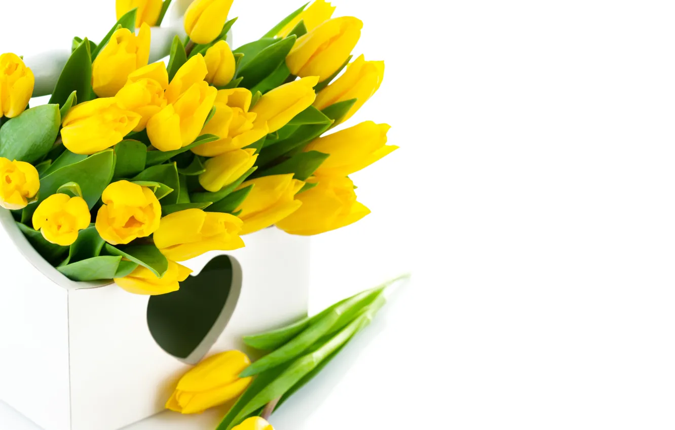 Фото обои цветы, желтый, тюльпаны