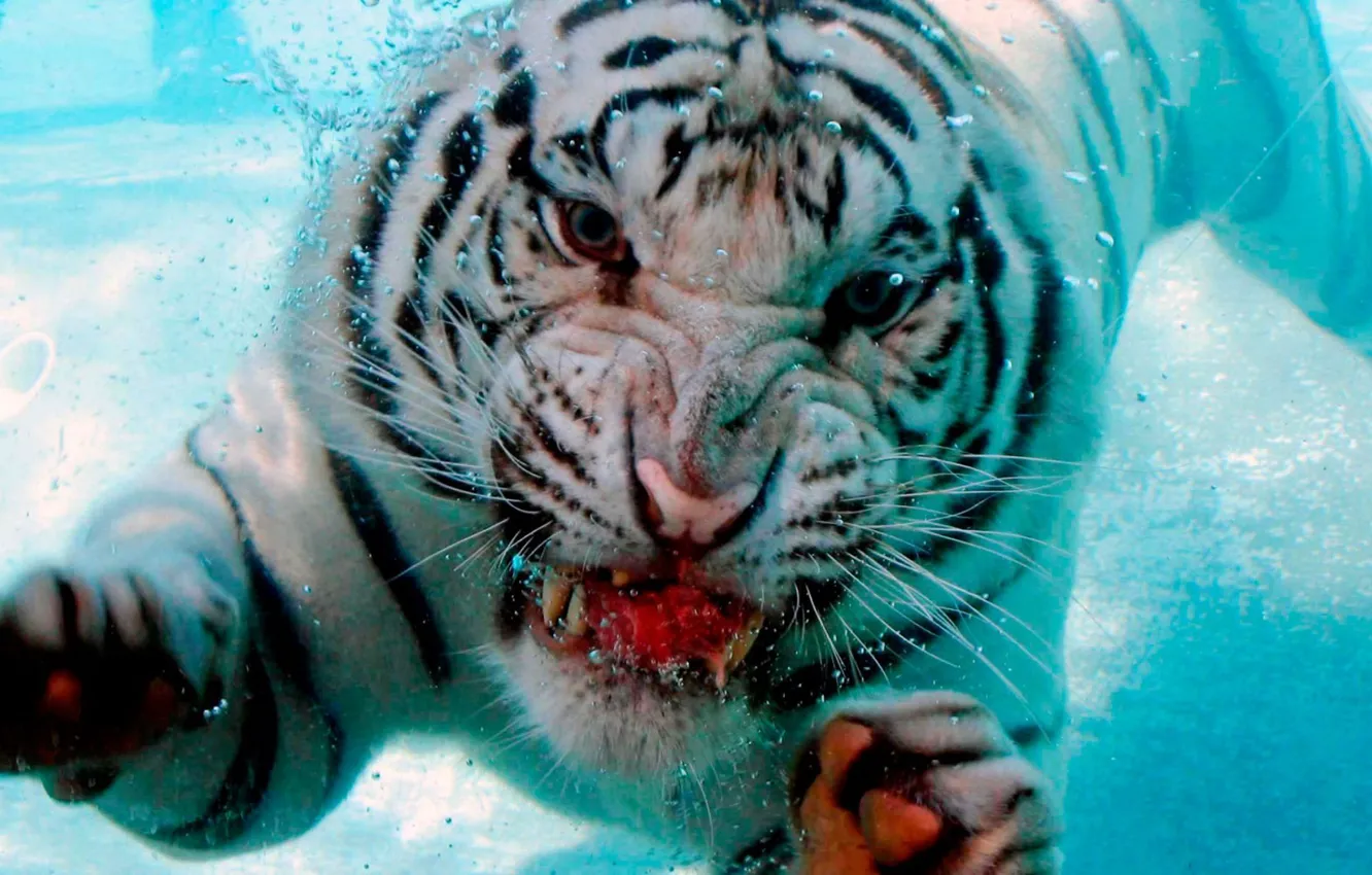 Фото обои вода, пузырьки, тигр, пузыри, фон, пасть, клыки, погружение