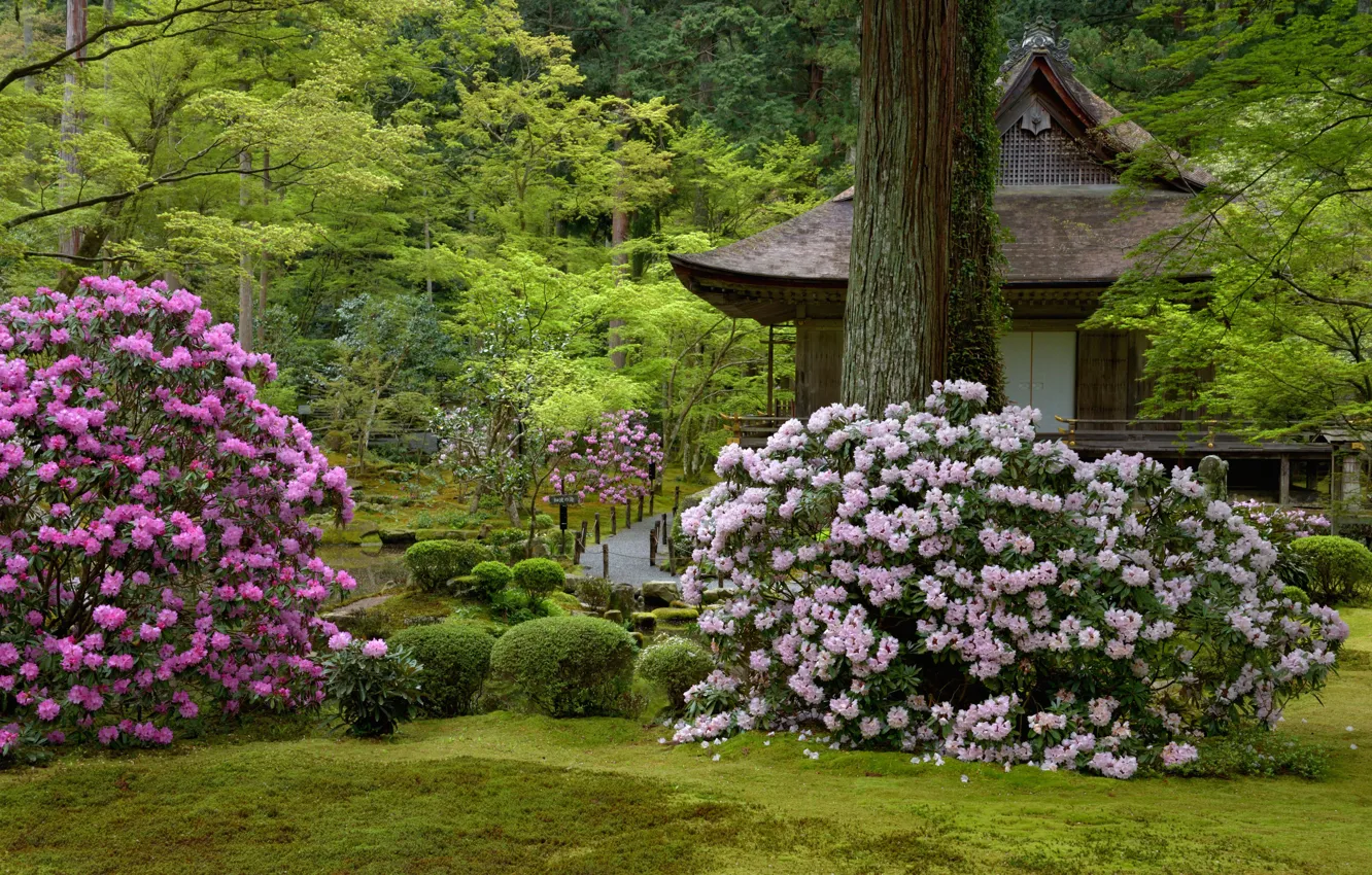 Фото обои Цветы, Природа, Деревья, Япония, Сад, Храм, Дорожка
