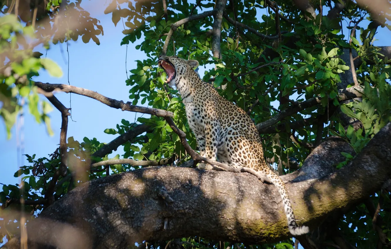 Фото обои хищник, леопард, сидит, дикая кошка, зевает, на дереве