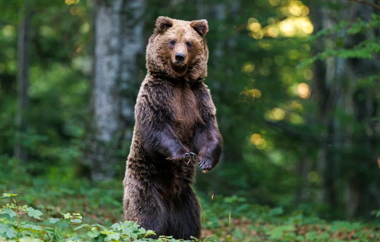 Фото обои лес, природа, поза, медведь, стойка, бурый, медведица