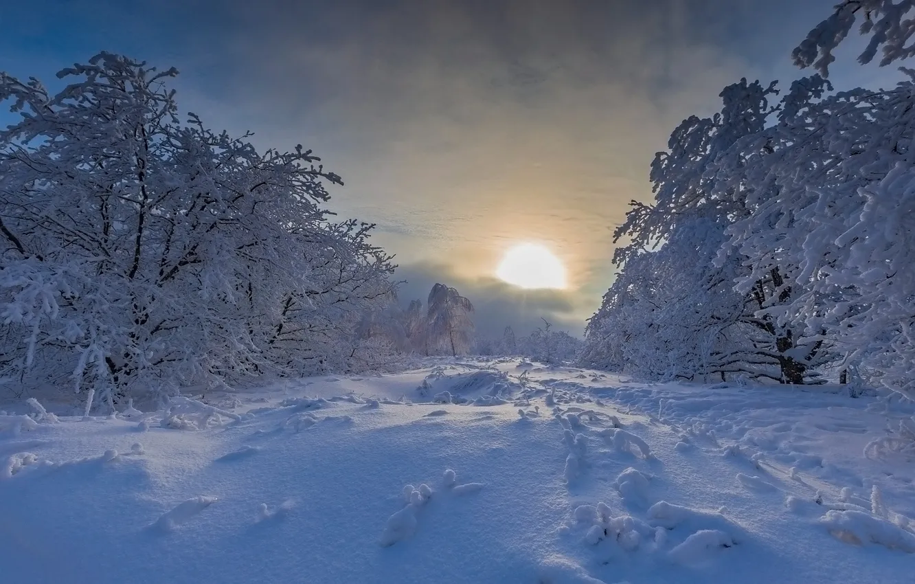 Фото обои зима, снег, деревья, закат, сугробы, Россия, Максим Подосинников