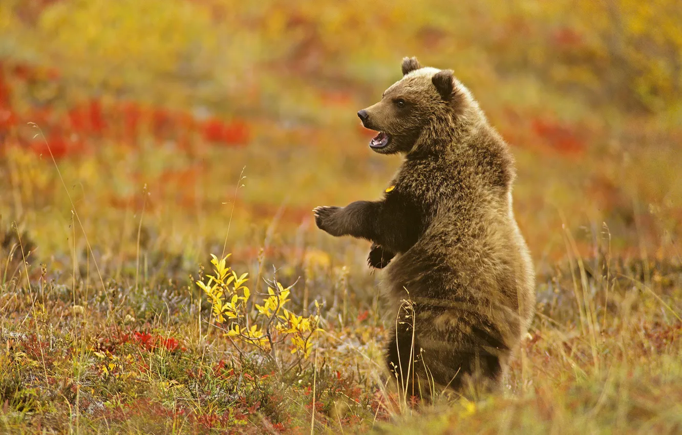 Фото обои медведь, медвежонок, стойка, гризли