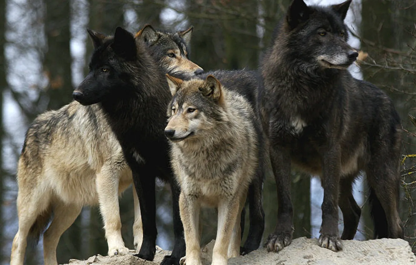 Фото обои nature, snow, predator, face, animal, wolf, wildlife, portrait