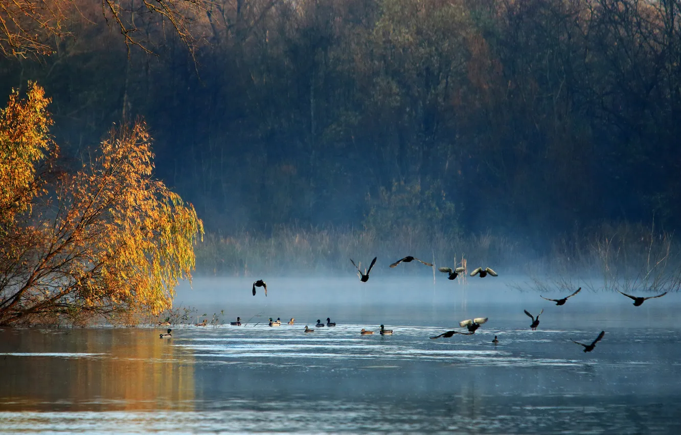 Фото обои осень, лес, птицы, озеро, утки