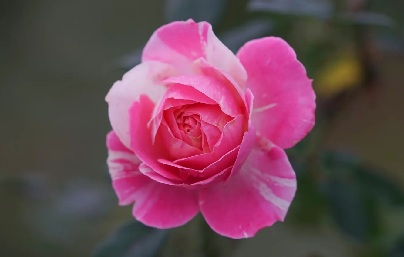 Фото обои розовая, роза, лепестки, бутон, боке