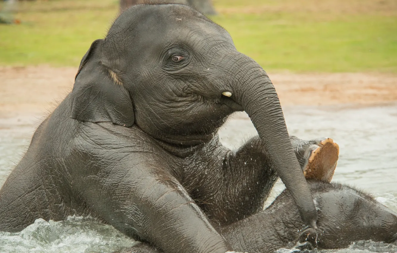 Фото обои вода, купание, слоны, слонята