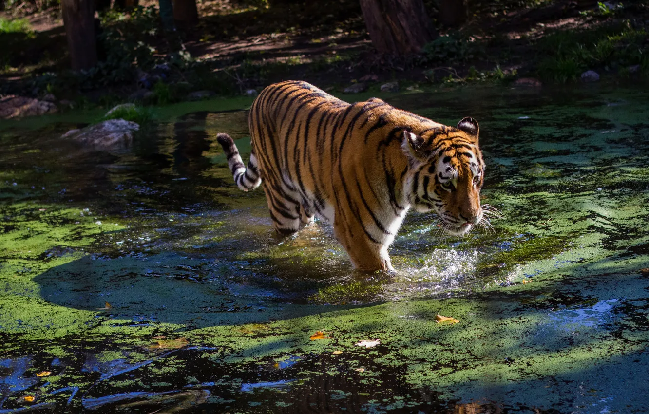 Фото обои морда, вода, свет, природа, тигр, поза, пруд, берег