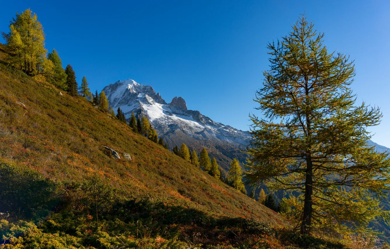 Фото обои деревья, горы, Франция, склон, Альпы, France, French Alps, лиственница