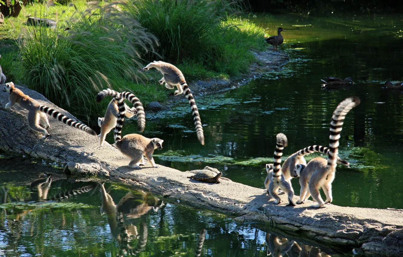Фото обои лемуры, monkey, jumping, turtle, lemur