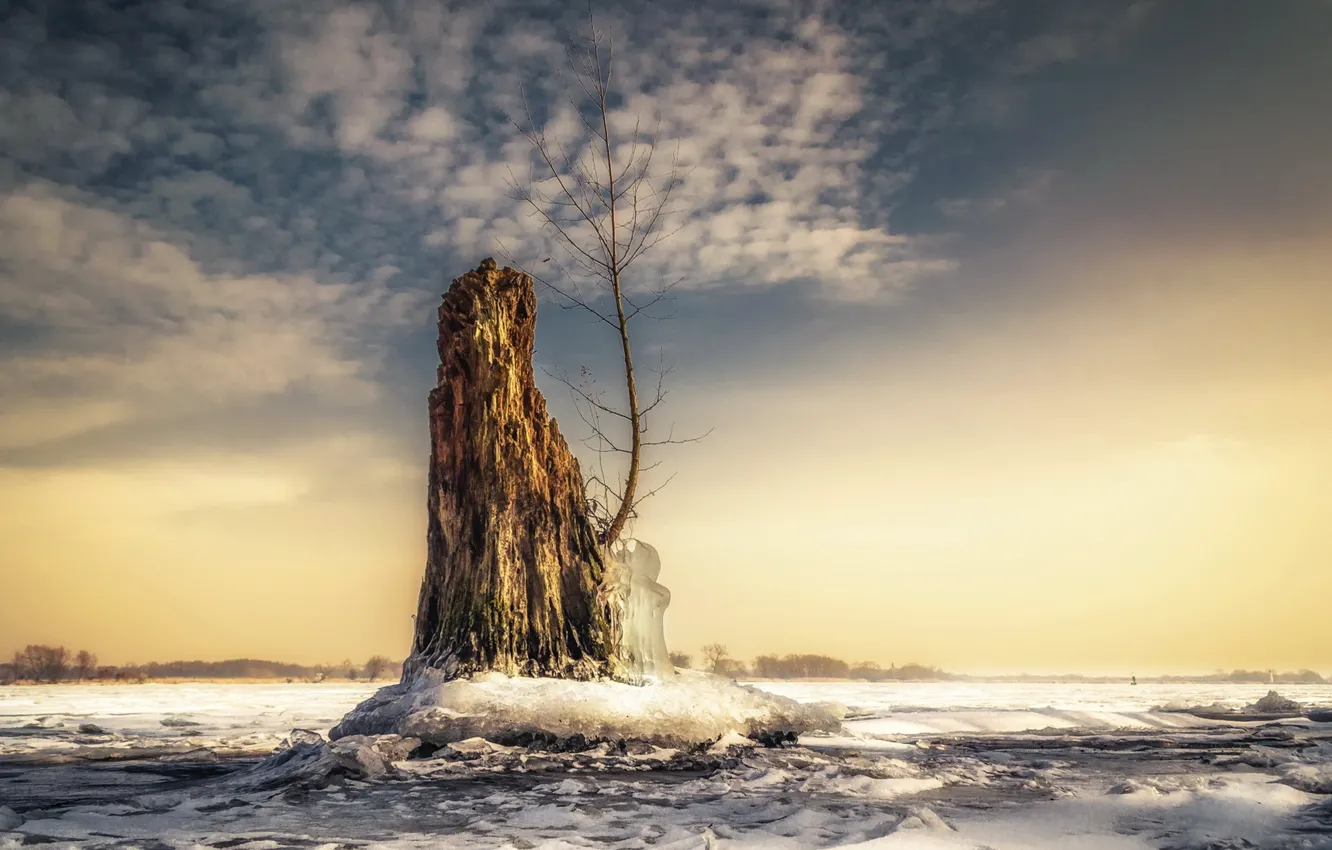 Фото обои пейзаж, дерево, лёд