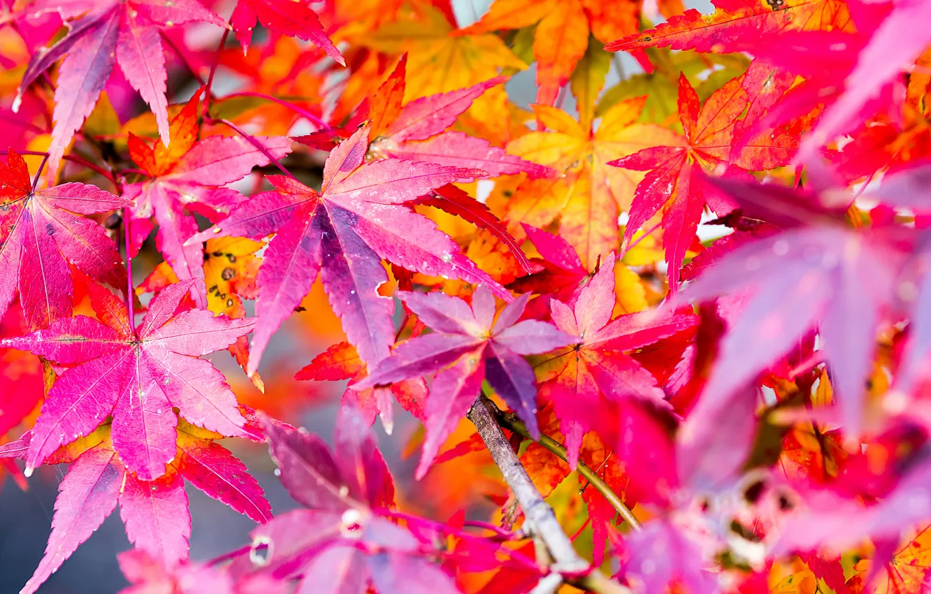 Фото обои осень, листья, природа, краски, клен