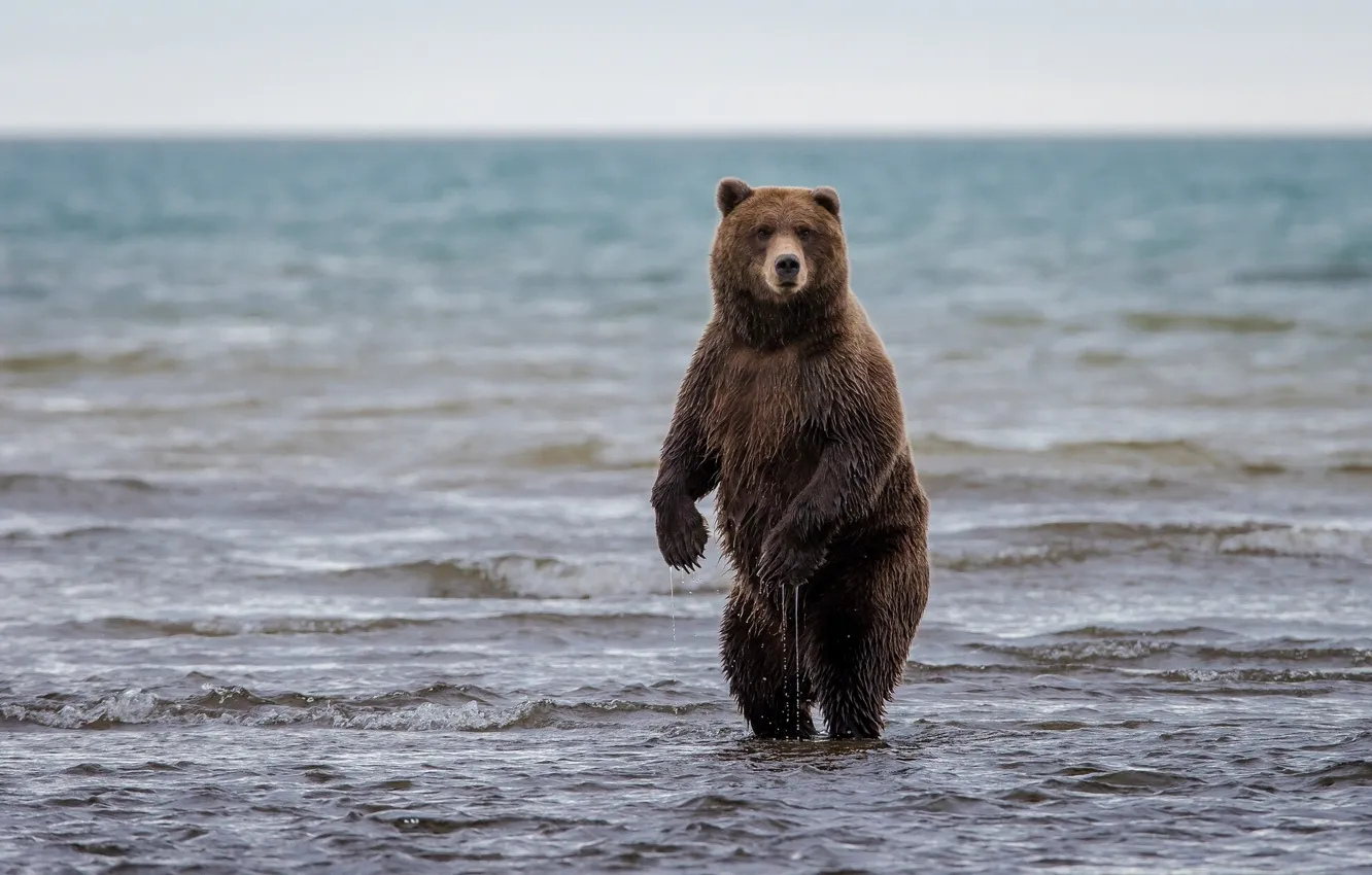 Фото обои медведь, Аляска, Alaska, стойка, гризли, Lake Clark National Park, озеро Кларк