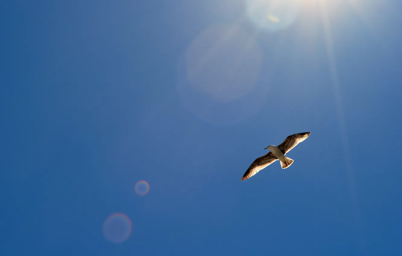 Фото обои небо, солнце, блики, птица, крылья, чайка, в воздухе, парит