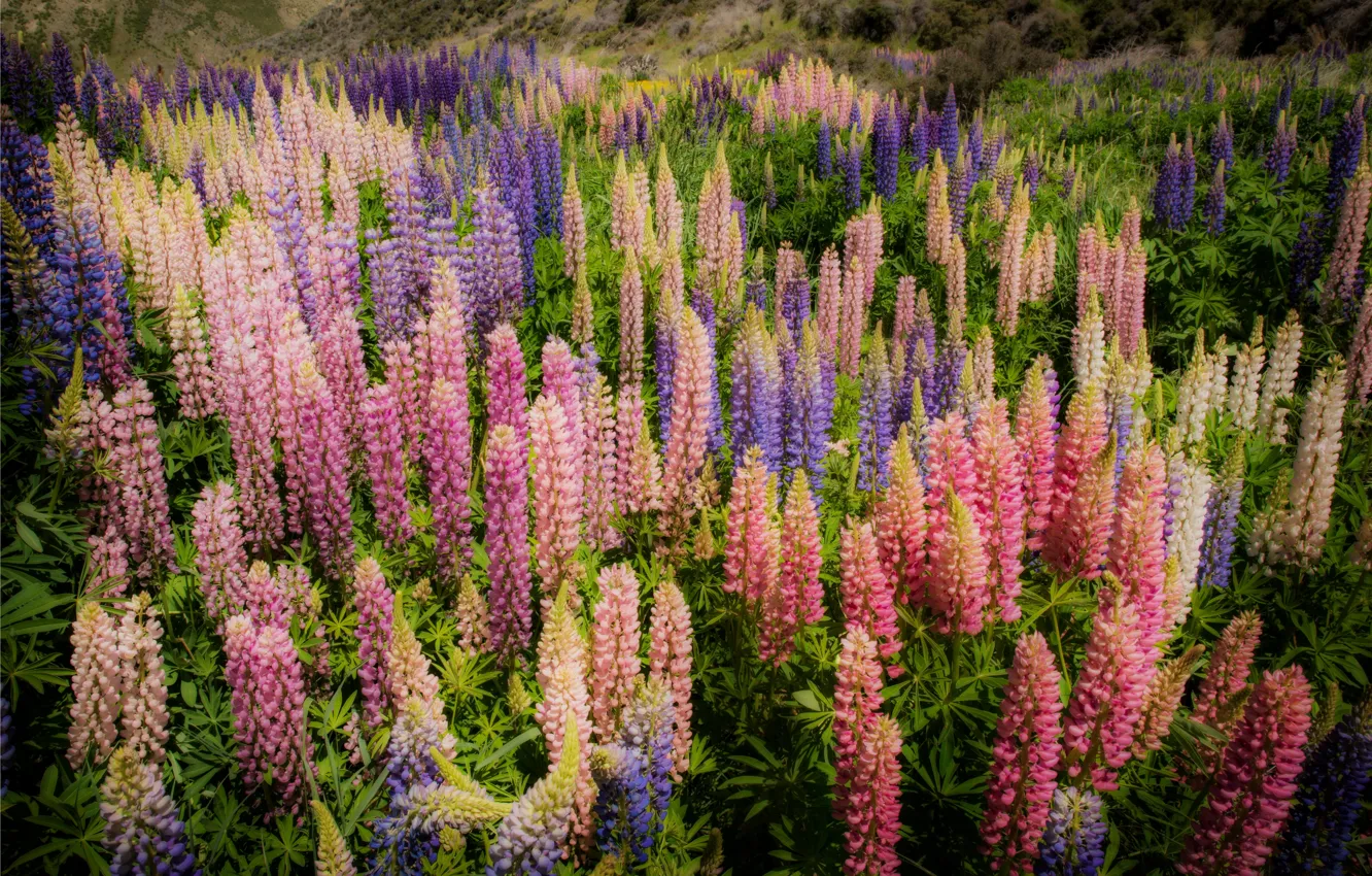 Фото обои Новая Зеландия, New Zealand, люпин