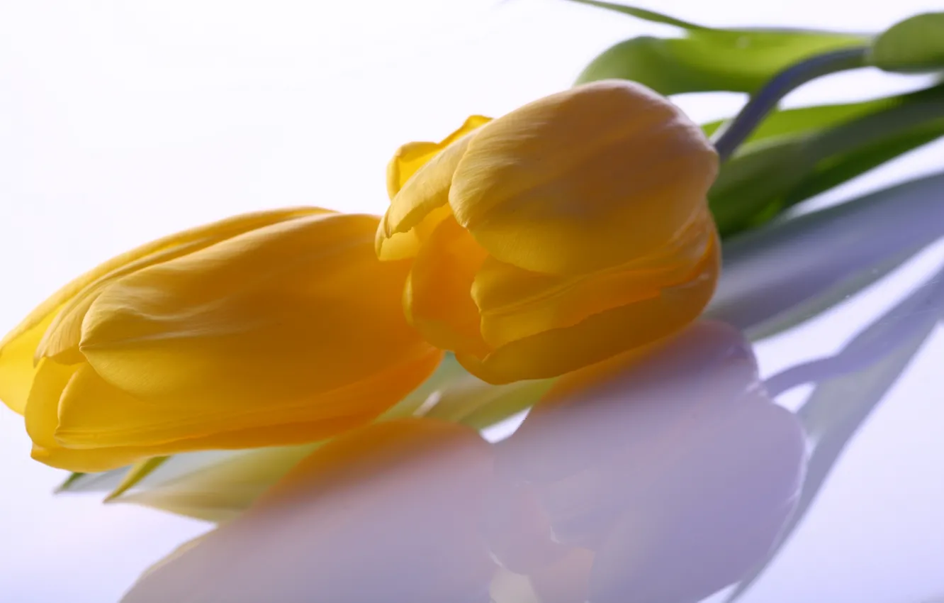 Фото обои листья, цветы, красота, лепестки, тюльпаны, yellow, тёмные, жёлтые