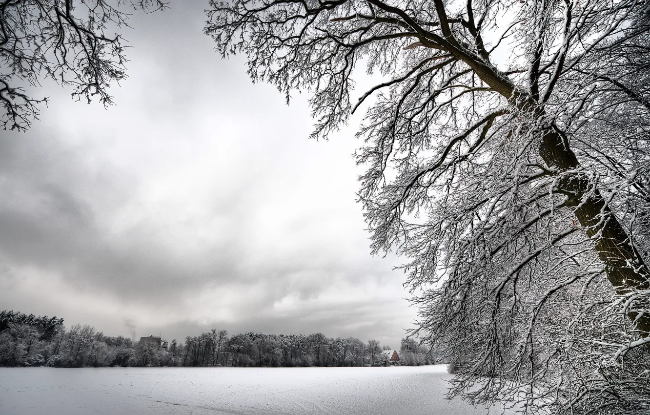Фото обои белый, снег, деревья, Зима