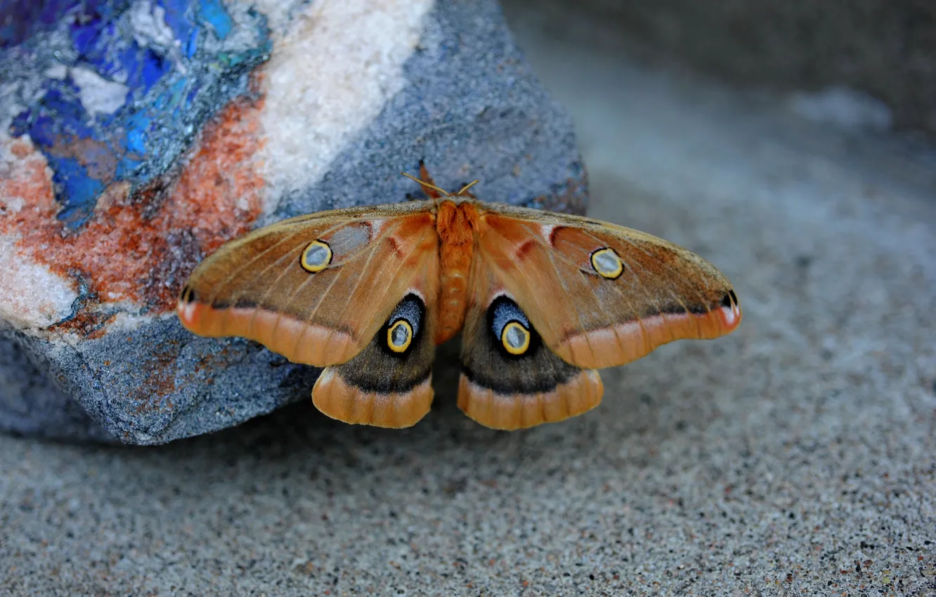 Фото обои фон, бабочка, камень, размытость