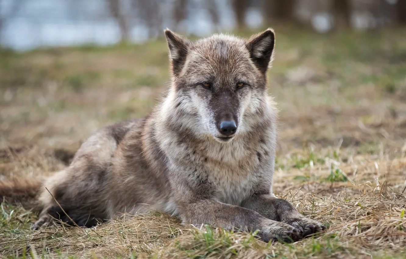 Фото обои морда, серый, отдых, волк, хищник, лапы, лежит, мех