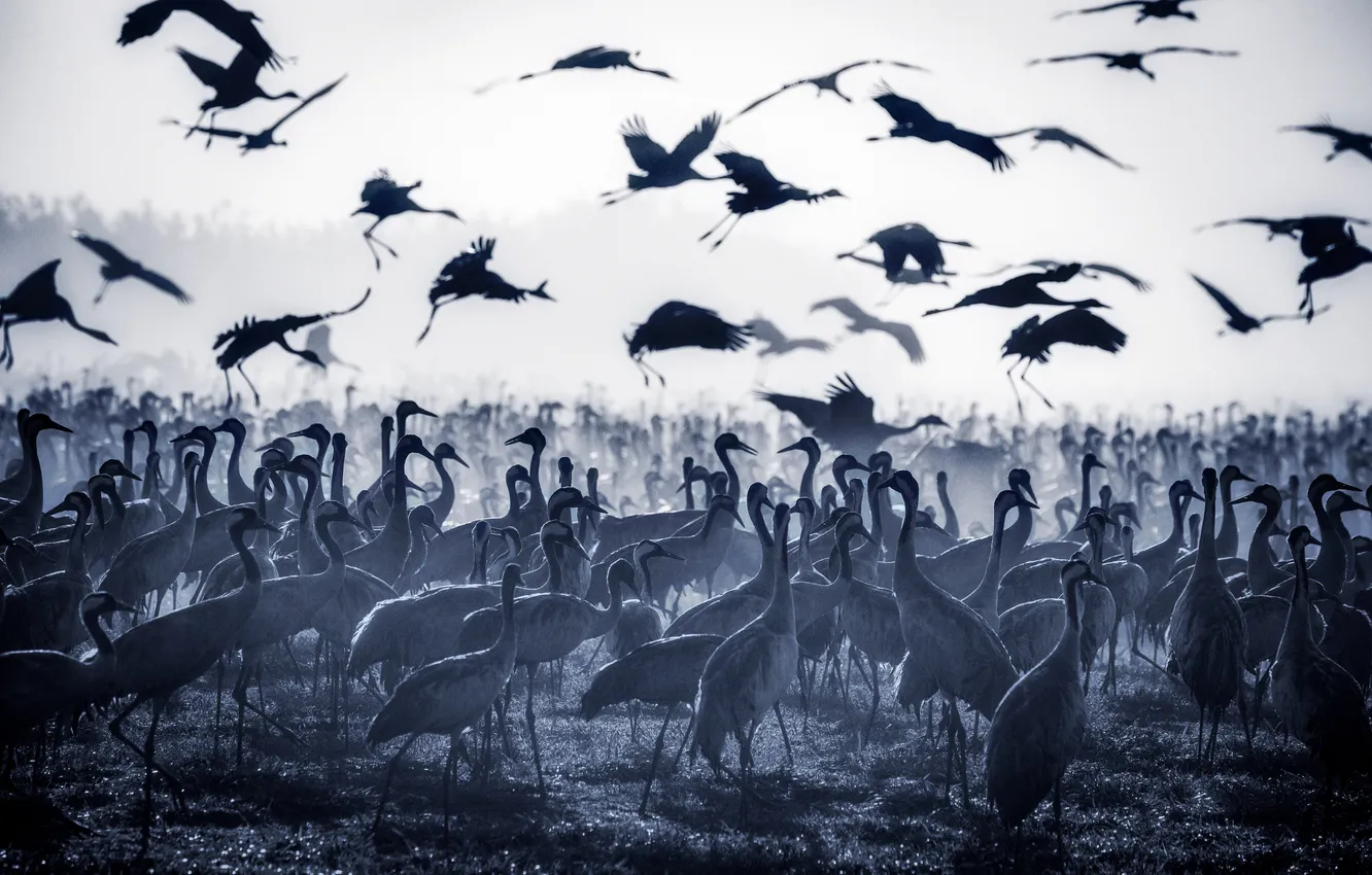 Фото обои birds, flock, hundreds