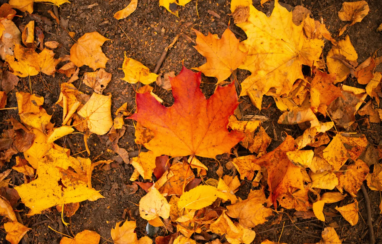 Фото обои осень, лист, парк, листва, клен, кленовый лист