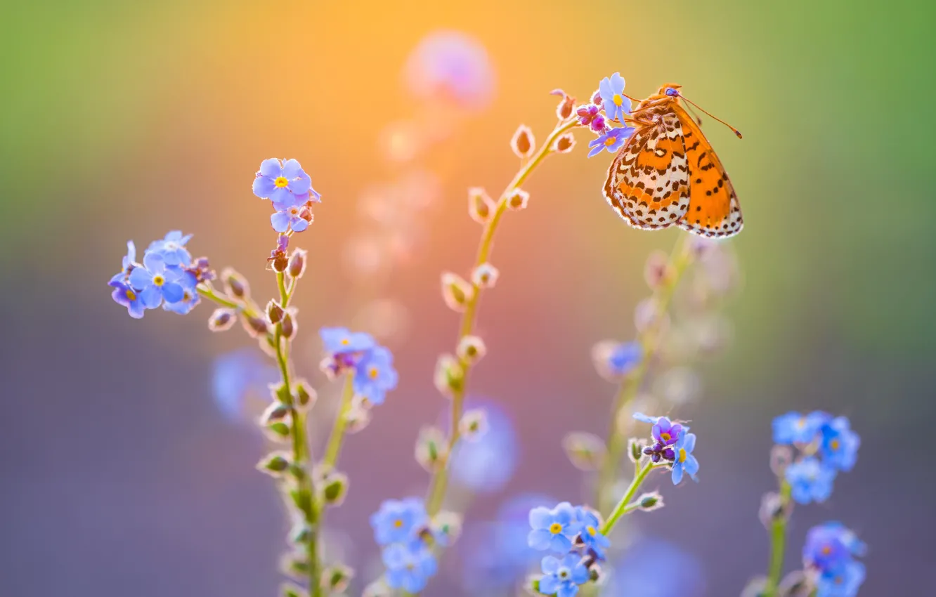 Фото обои макро, свет, цветы, бабочка