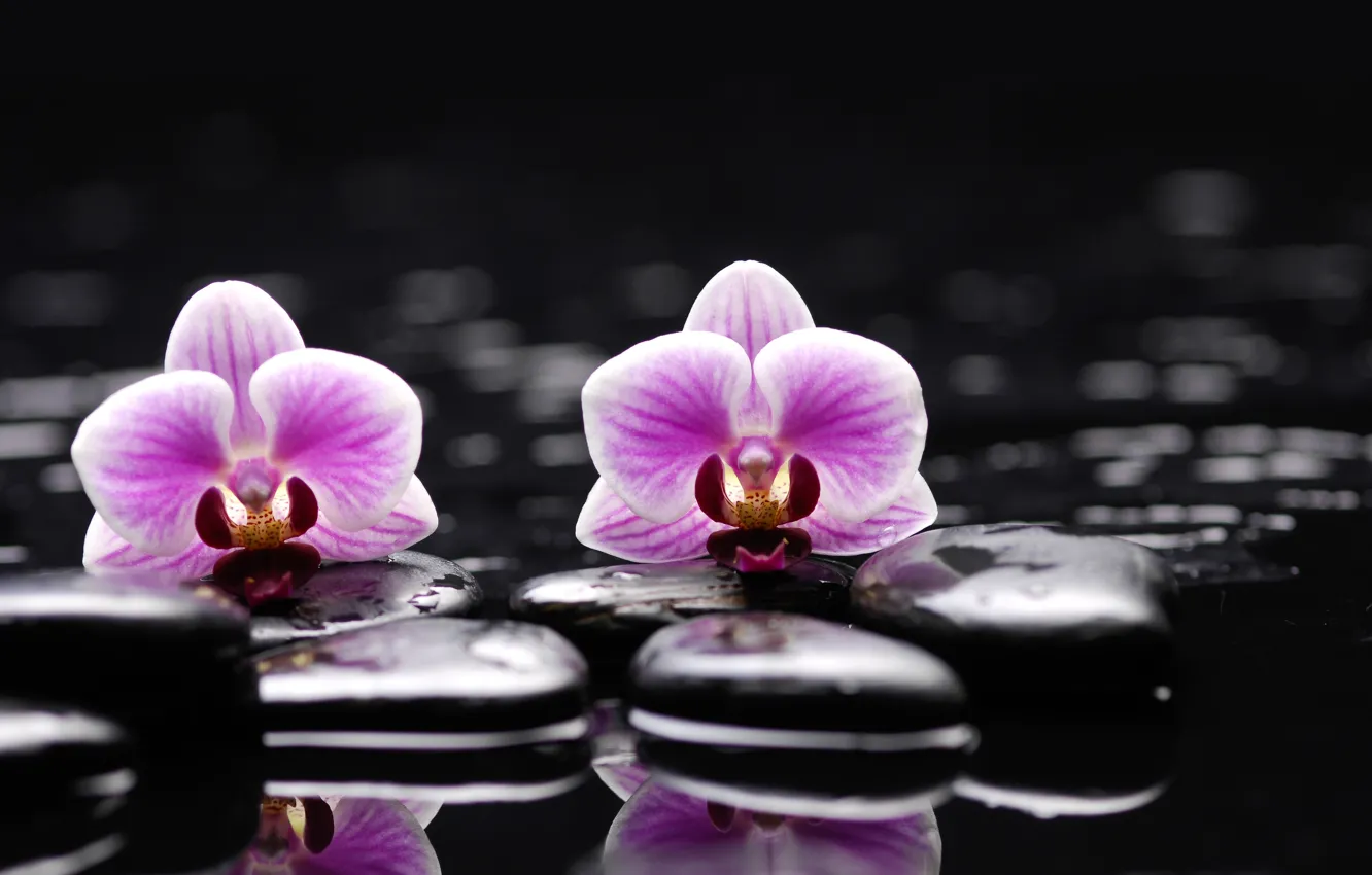 Фото обои вода, цветы, камни, орхидея