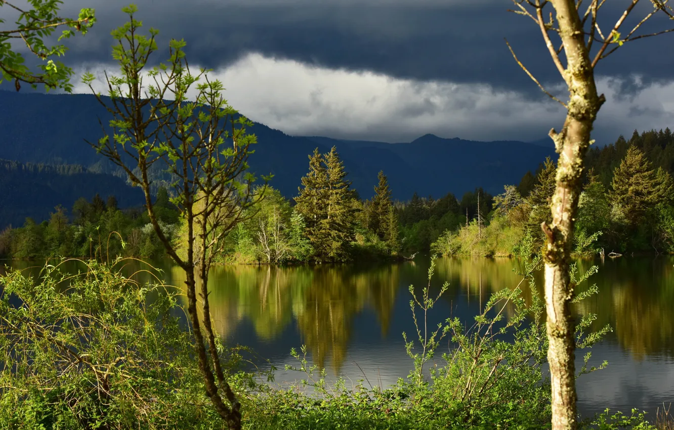 Фото обои лес, облака, деревья, отражение, река, штат Вашингтон, Columbia River, река Колумбия