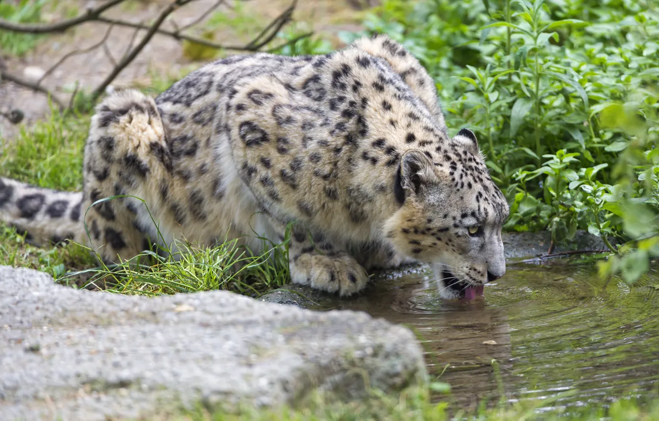 Фото обои кошка, трава, ирбис, снежный барс, водопой, ©Tambako The Jaguar