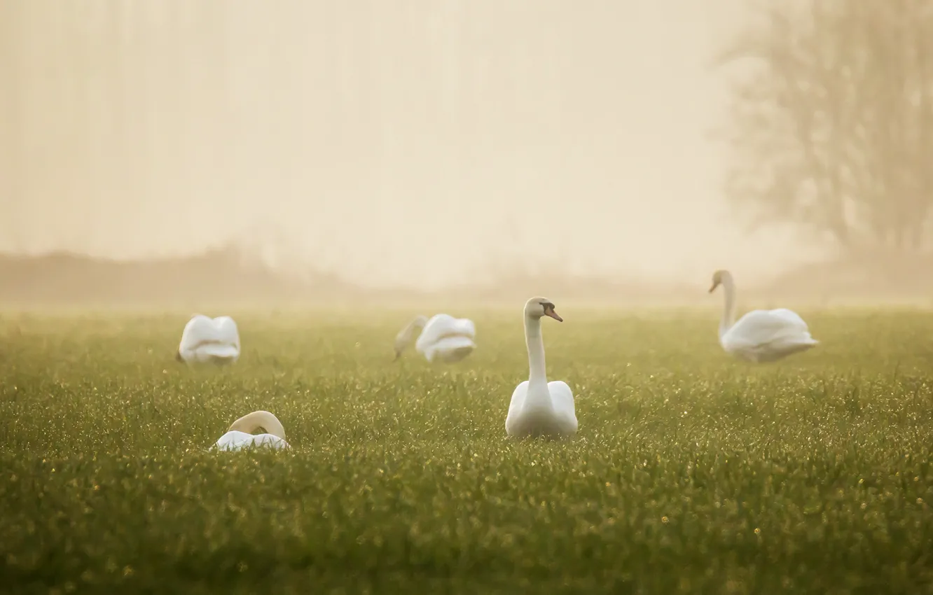 Фото обои туман, утро, лебеди